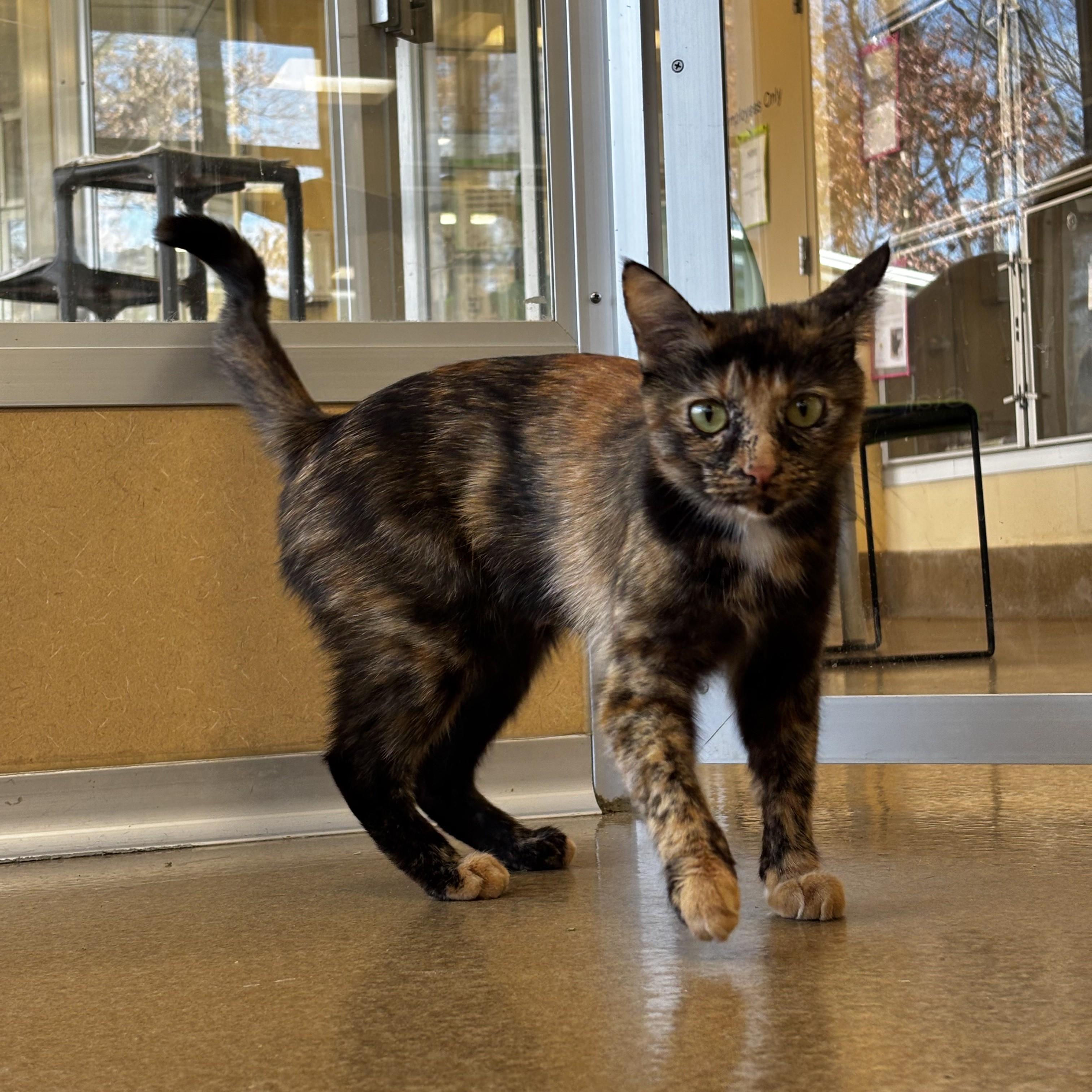 Enlarge Patti LaBelle, an adoptable Domestic Short Hair in Eatontown, NJ image 3/3