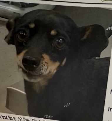 Pascal in TX, Adoptable, Adult Male Dachshund.