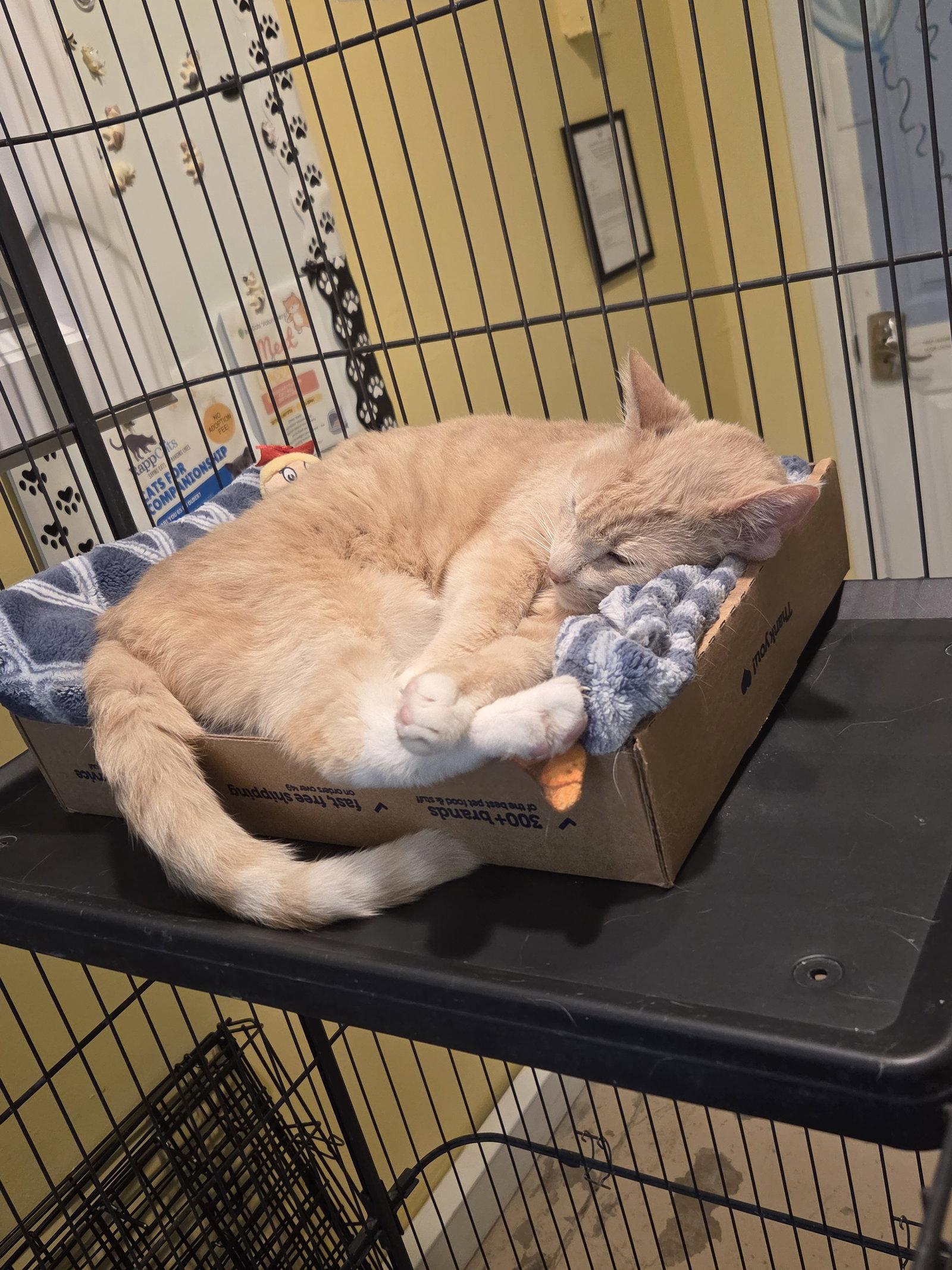 Donna, Adoptable, Adult Female Tabby.