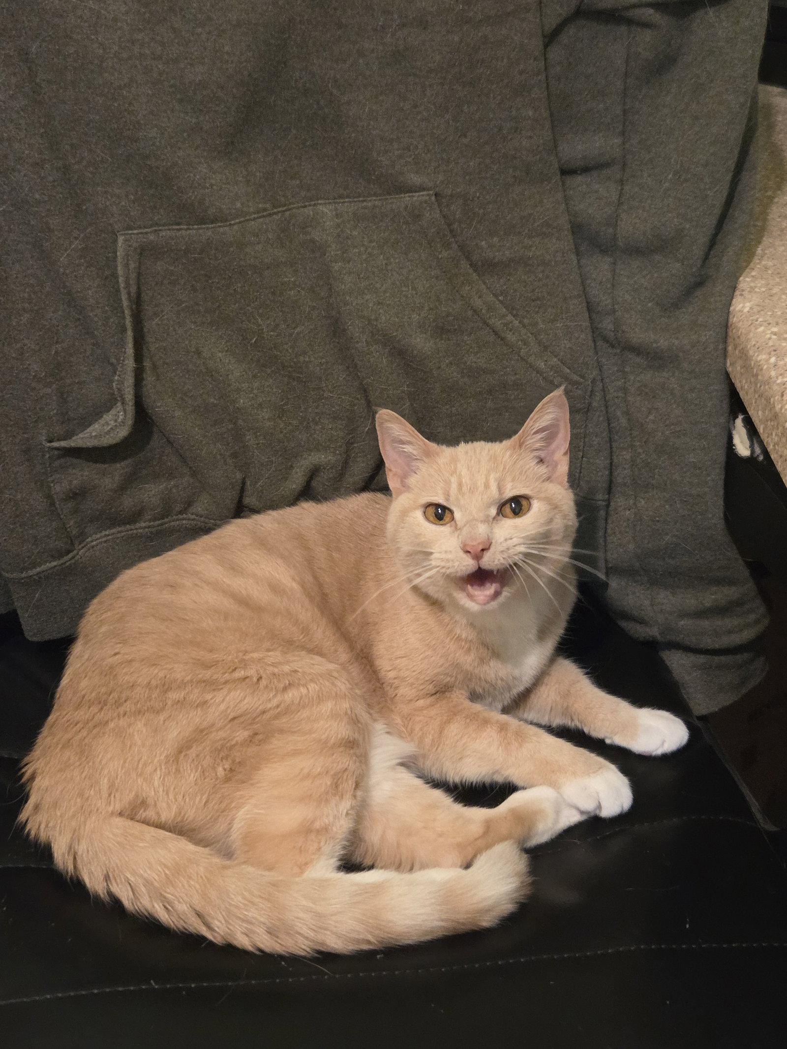 Enlarge Donna, a Adoptable Tabby in Flint Hill, VA image 3/3