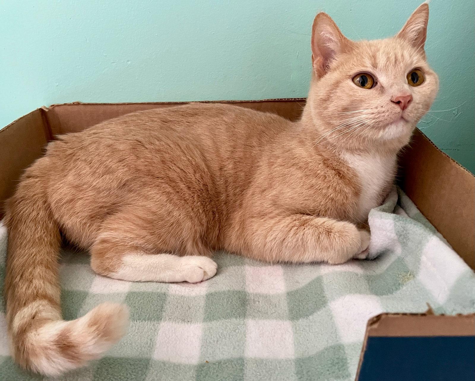 Donna, a Adoptable Tabby in Flint Hill, VA image 2/3
