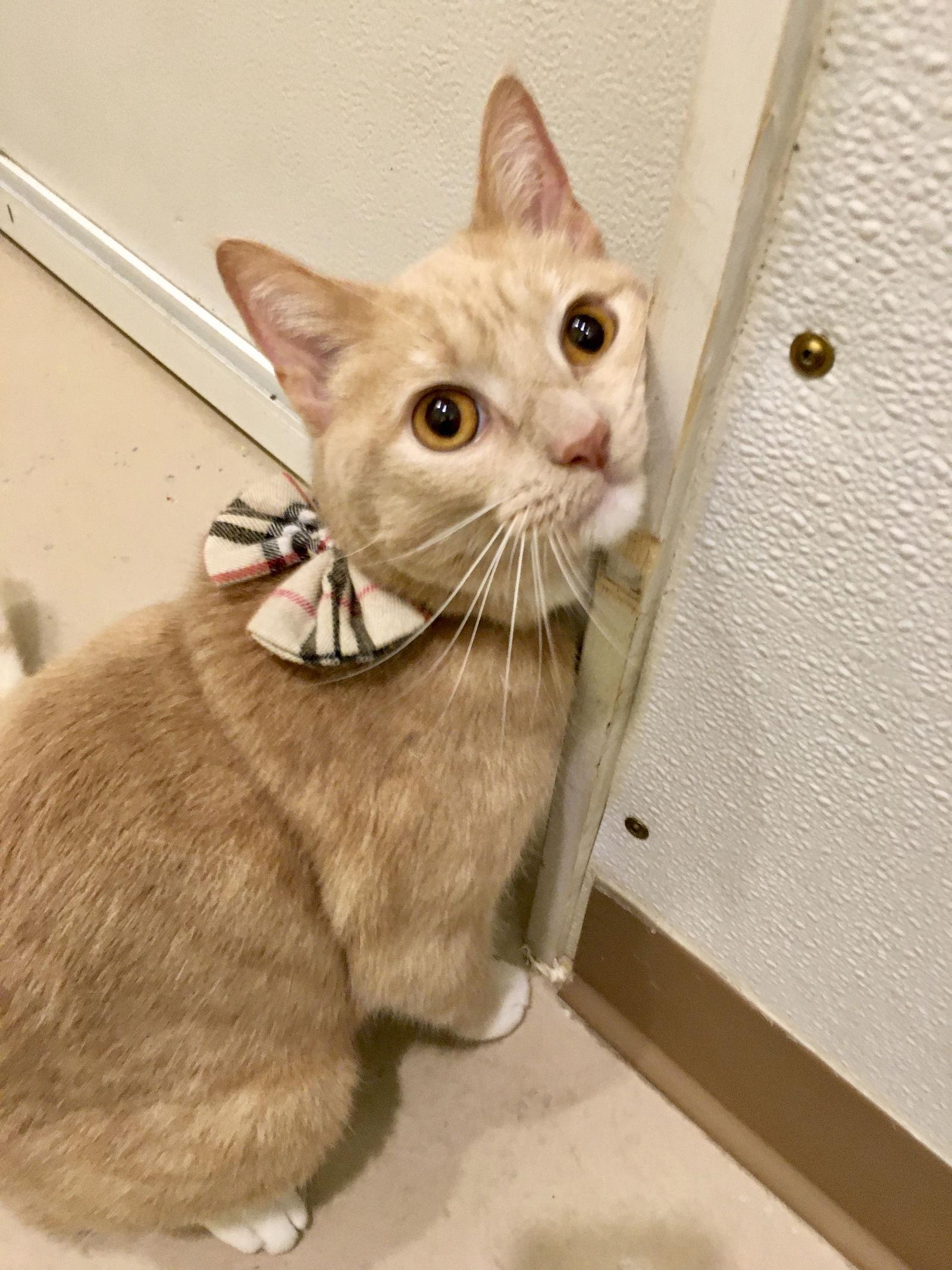 Enlarge Donna, a Adoptable mixed breed in Flint Hill, VA image 3/3