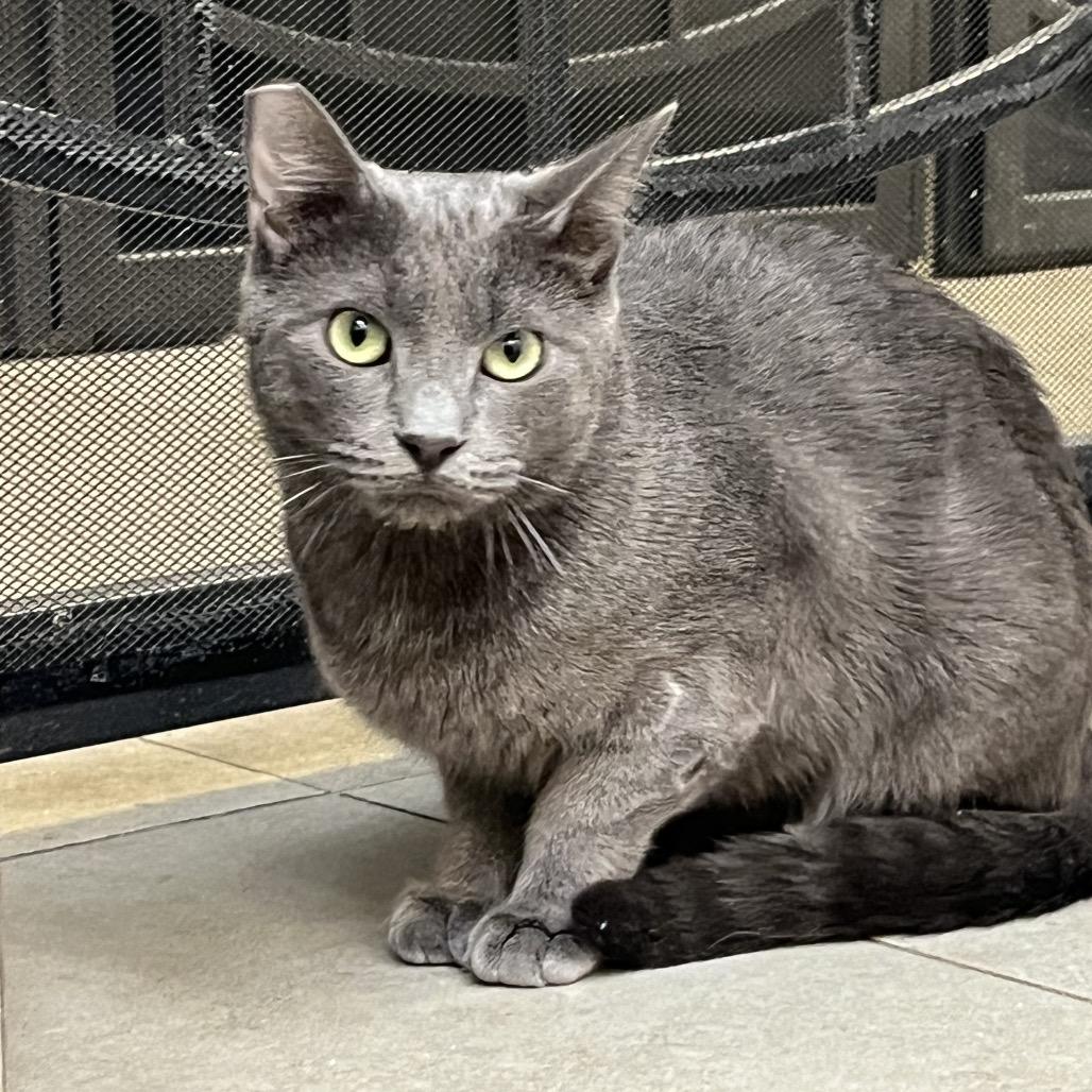 Rowan, a Adoptable Domestic Short Hair in Las Vegas, NV image 1/4