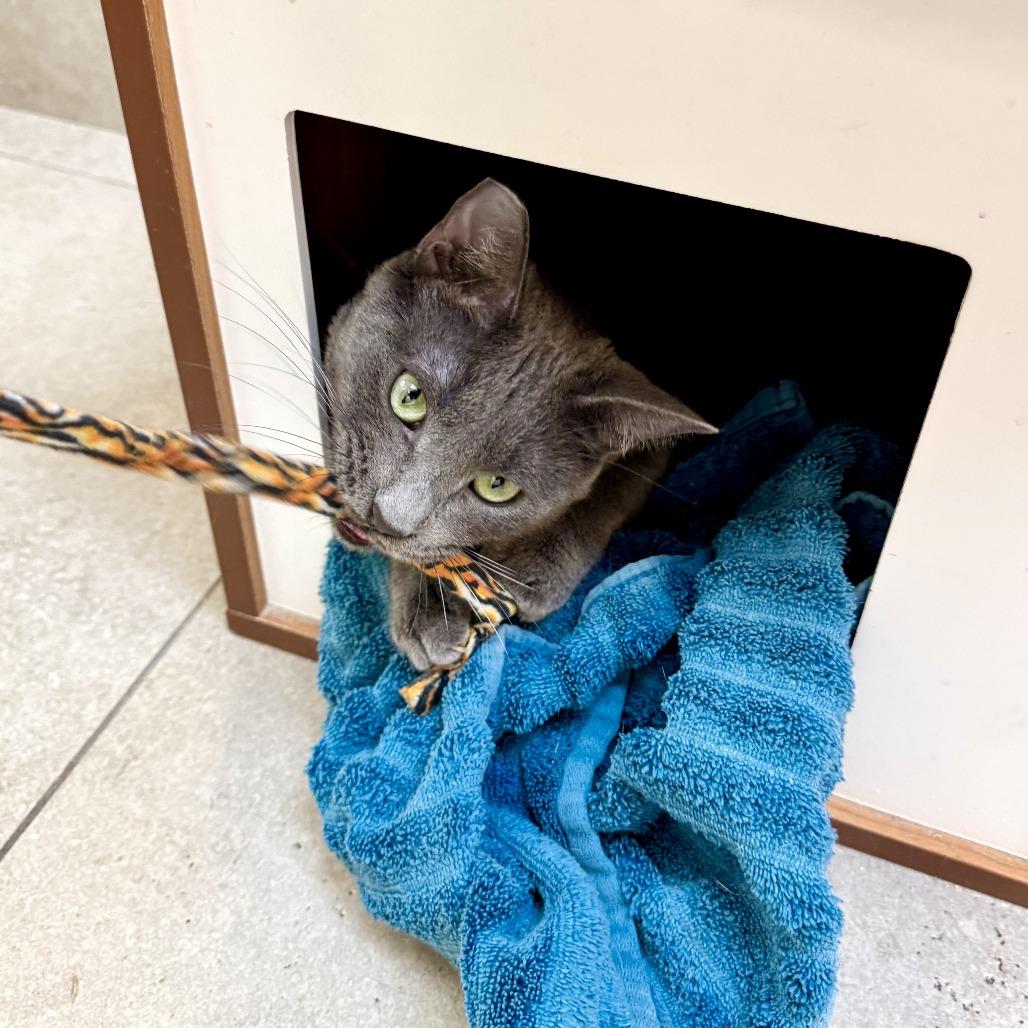 Enlarge Rowan, a Adoptable Domestic Short Hair in Las Vegas, NV image 2/5