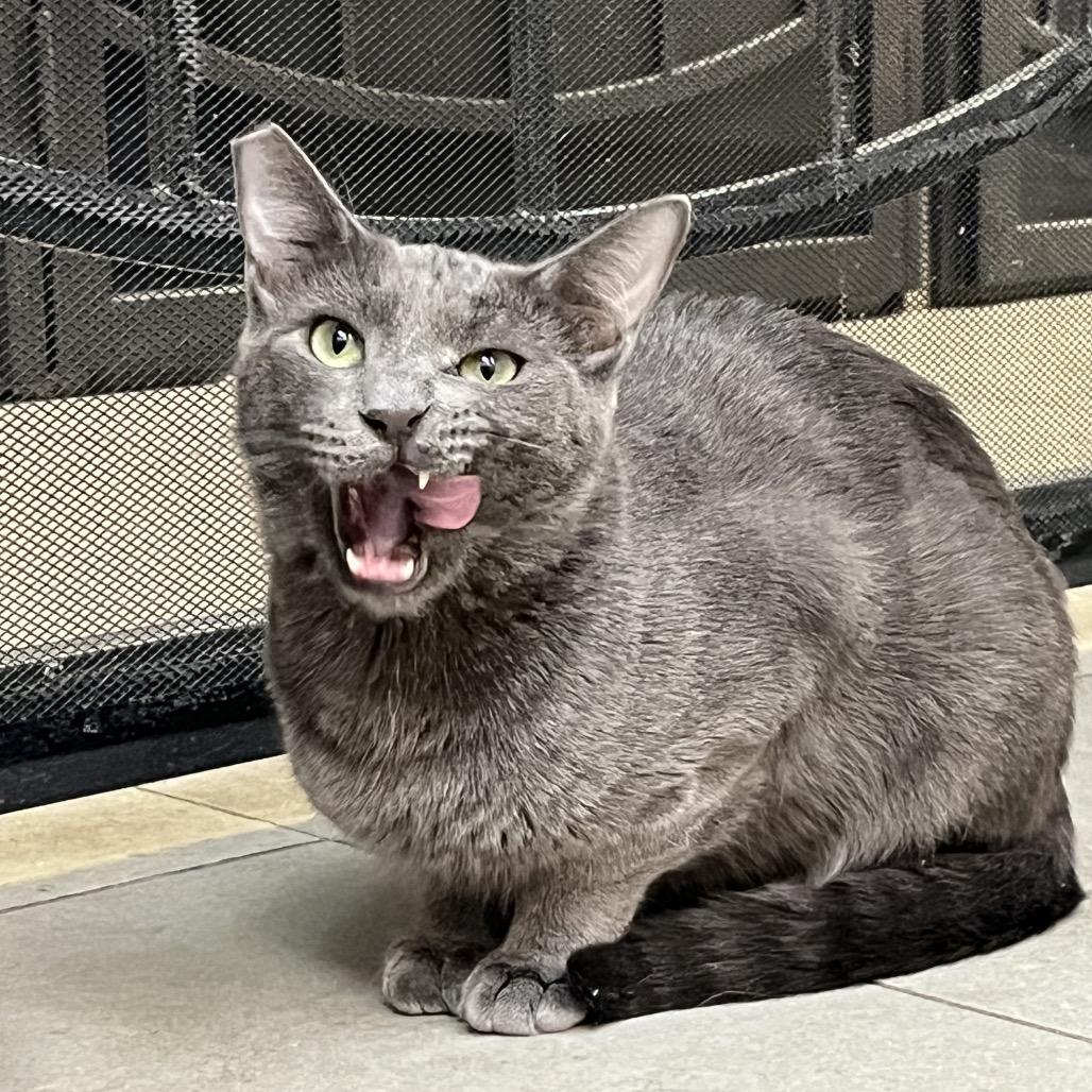 Rowan, a Adoptable Domestic Short Hair in Las Vegas, NV image 2/4