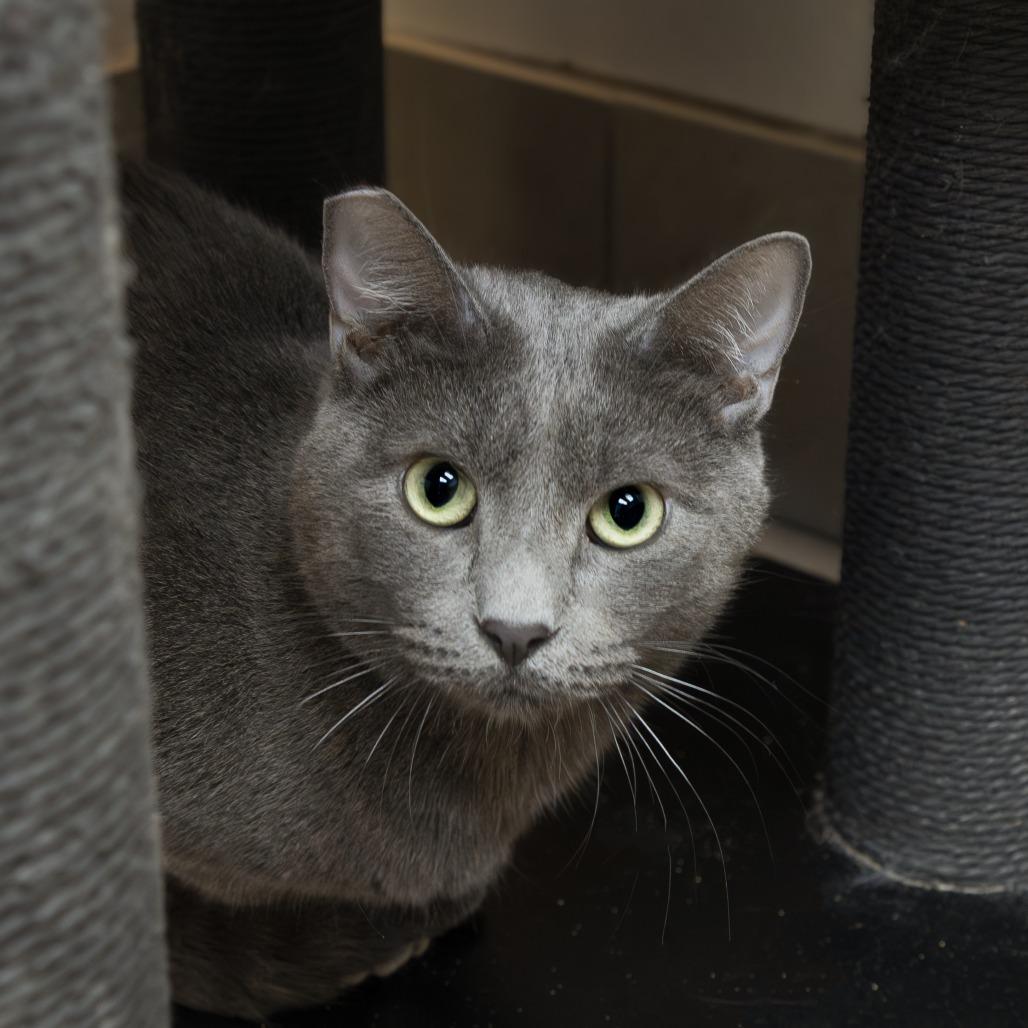 Rowan, a Adoptable Domestic Short Hair in Las Vegas, NV image 3/4