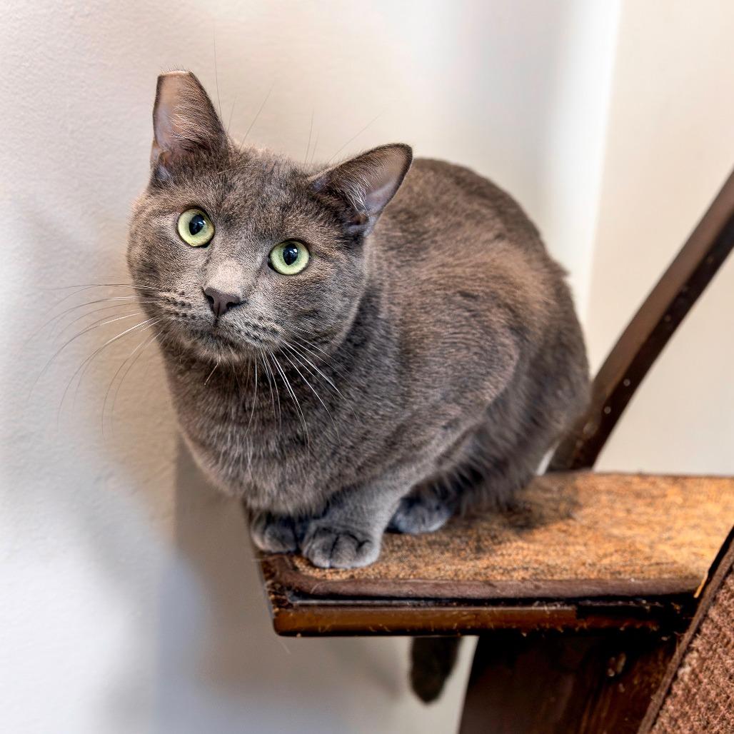 Enlarge Rowan, a Adoptable Domestic Short Hair in Las Vegas, NV image 4/5