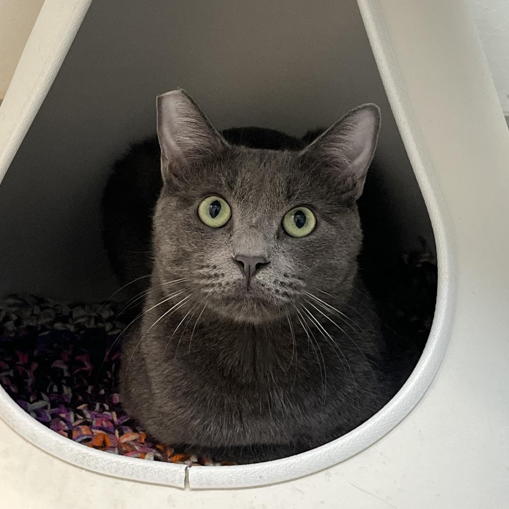 Rowan, a Adoptable Domestic Short Hair in Las Vegas, NV image 4/4