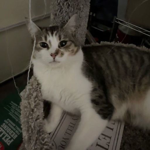 Watermelon, a Adoptable Manx in Hollister, CA image 1/3