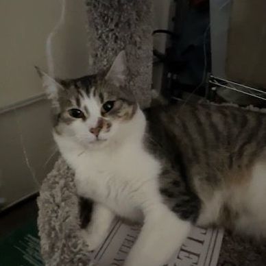 Watermelon, a Adoptable Manx in Hollister, CA image 3/3