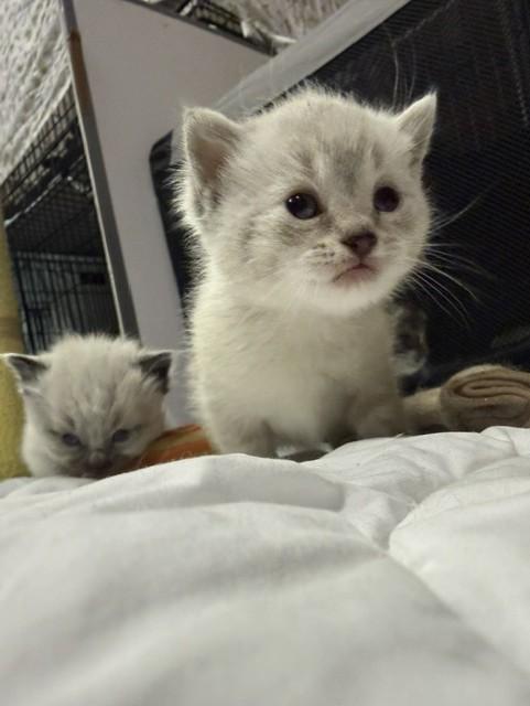 Enlarge Zabu, a Adopted mixed breed in Fredericton, NB image 3/6