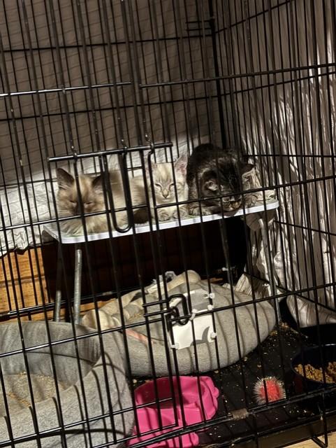 Enlarge Zabu, a Adopted mixed breed in Fredericton, NB image 6/6