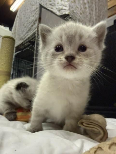 Enlarge Zabu, a Adopted mixed breed in Fredericton, NB image 5/6