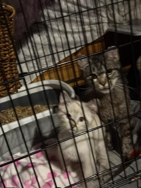 Enlarge Zabu, a Adopted mixed breed in Fredericton, NB image 1/6