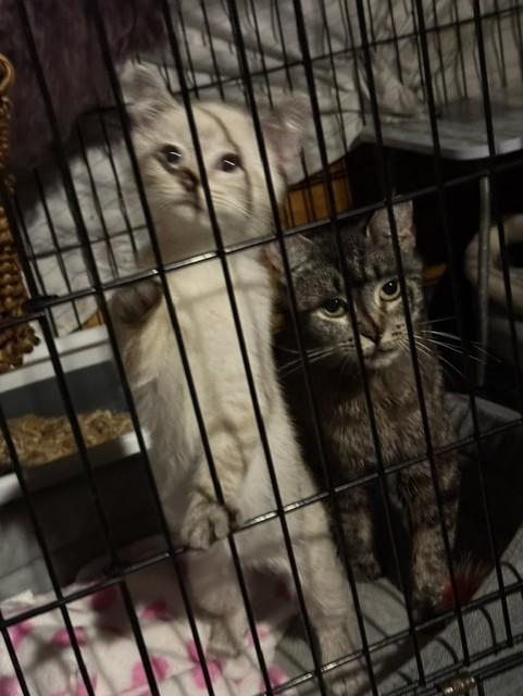 Enlarge Zabu, a Adopted mixed breed in Fredericton, NB image 2/6