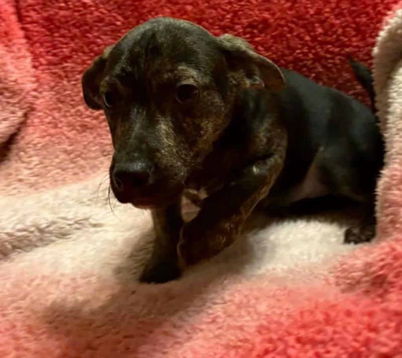 Apollo, ADOPTABLE, Puppy Male Dachshund.