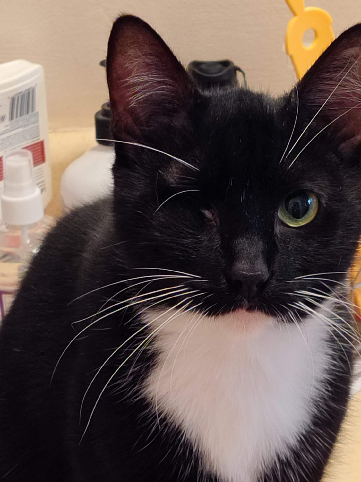 Leilani, Adopted, Adult Female Domestic Short Hair.