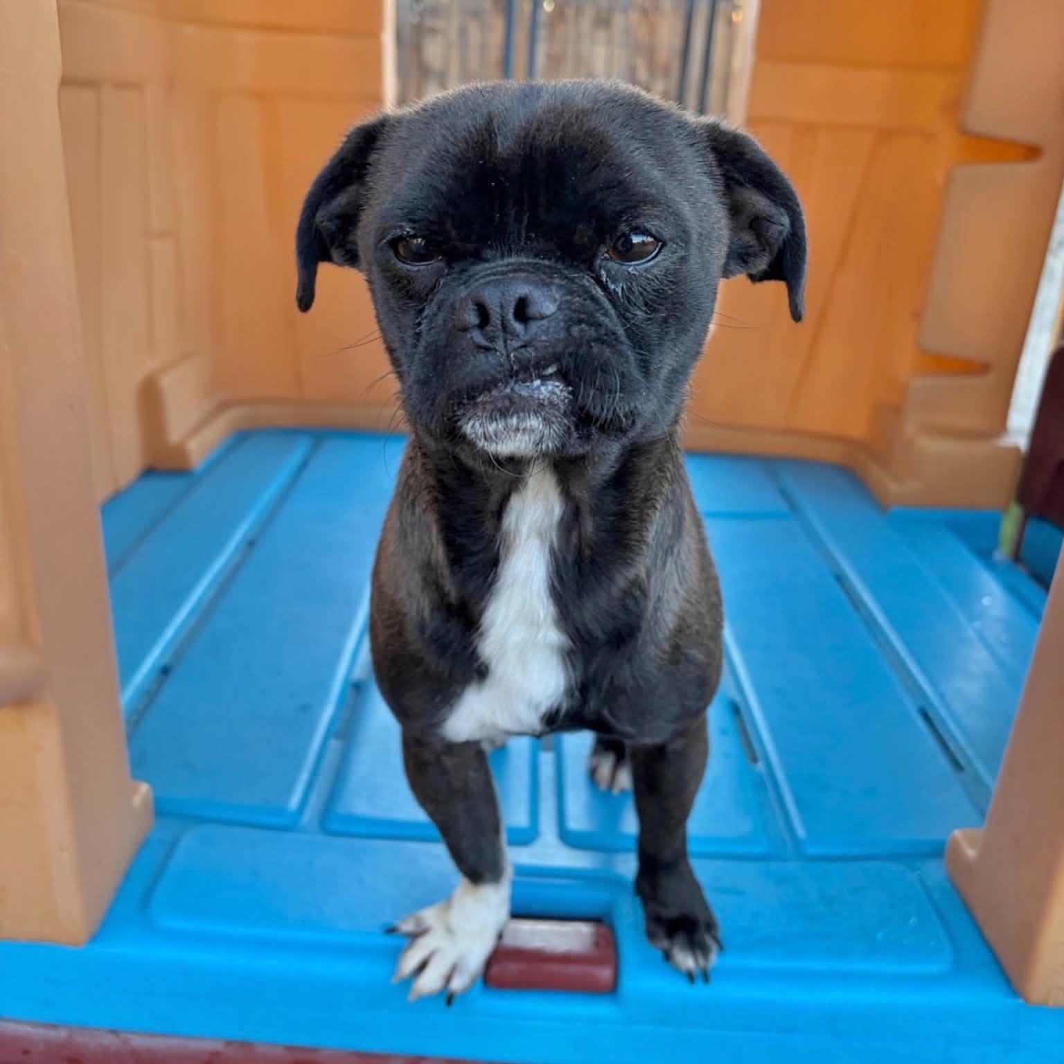 Enlarge Milo, a Adoptable mixed breed in Boulder, CO image 1/6