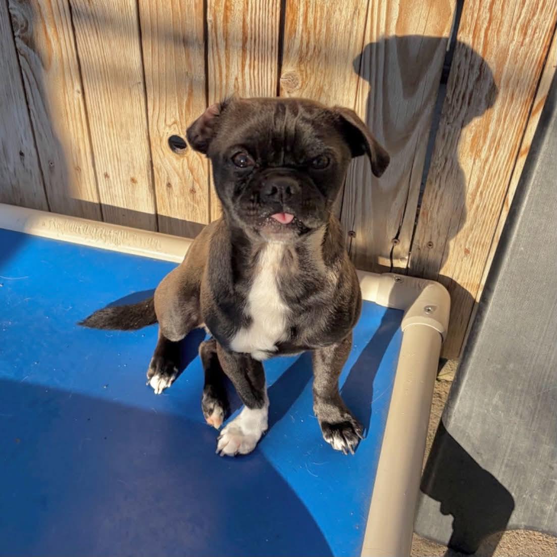 Enlarge Milo, a Adoptable mixed breed in Boulder, CO image 2/6