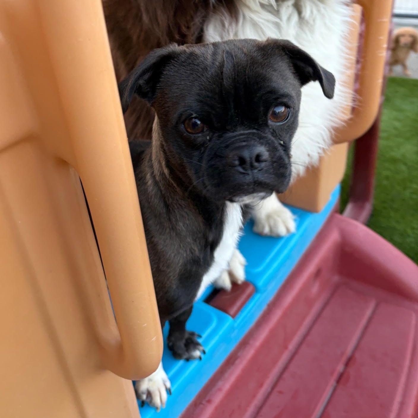 Enlarge Milo, a Adoptable mixed breed in Boulder, CO image 6/6