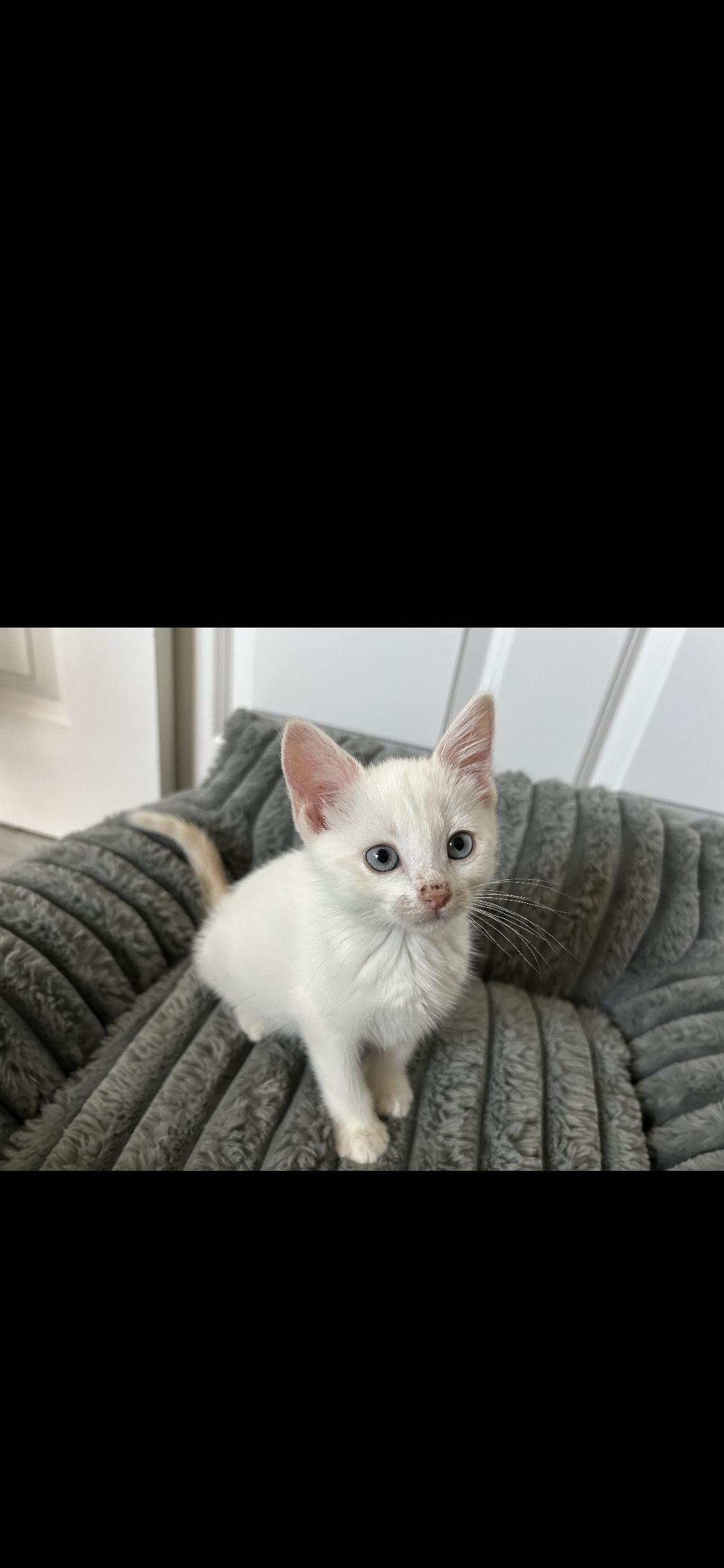 Princess, adopted, Kitten Female Siamese.