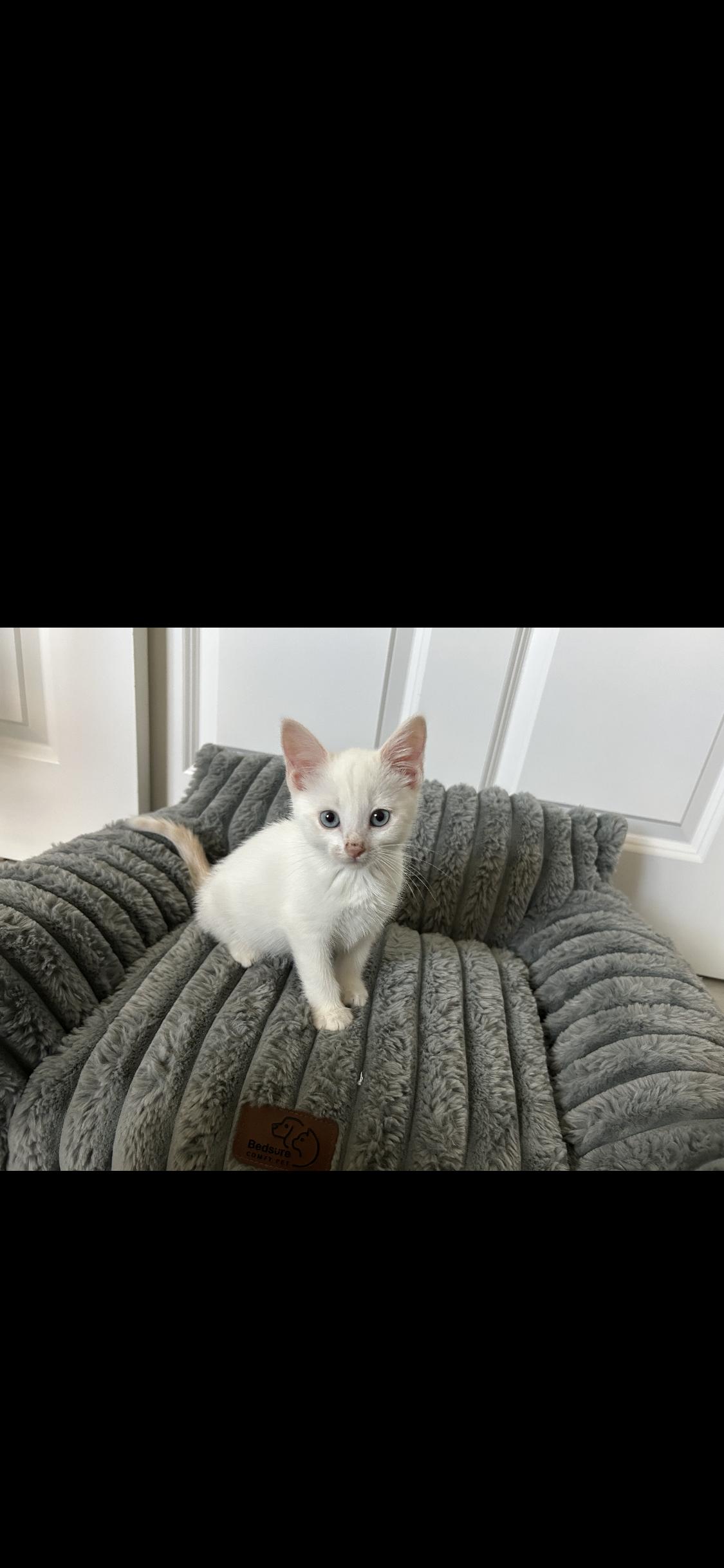 Princess, an adopted Siamese in Dixon, CA image 2/2