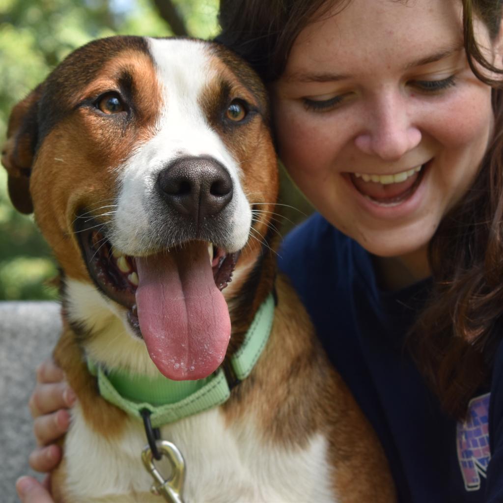 Milo, Adoptable, Adult Male Shepherd.