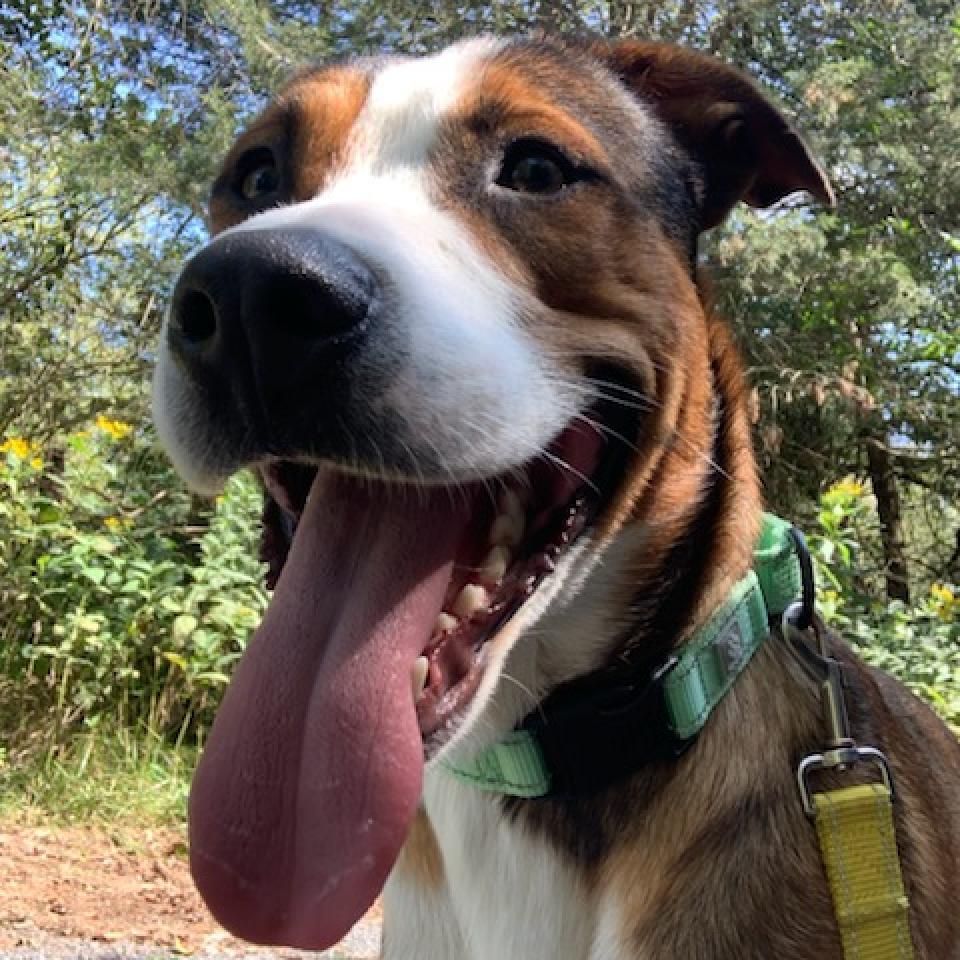 Milo, a Adoptable Shepherd in Harrisonburg, VA image 2/6