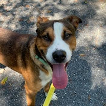 Milo, a Adoptable Shepherd in Harrisonburg, VA image 3/6