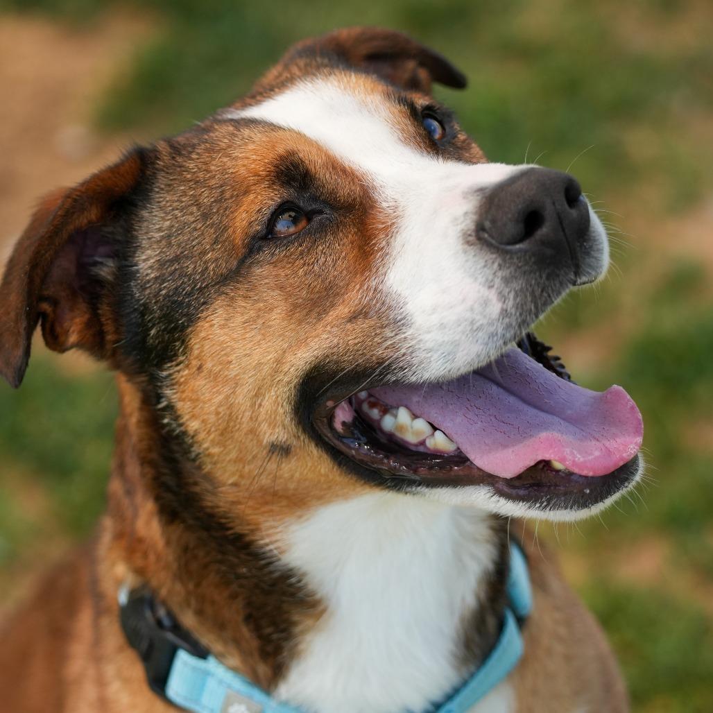 Milo, a Adoptable Shepherd in Harrisonburg, VA image 4/6