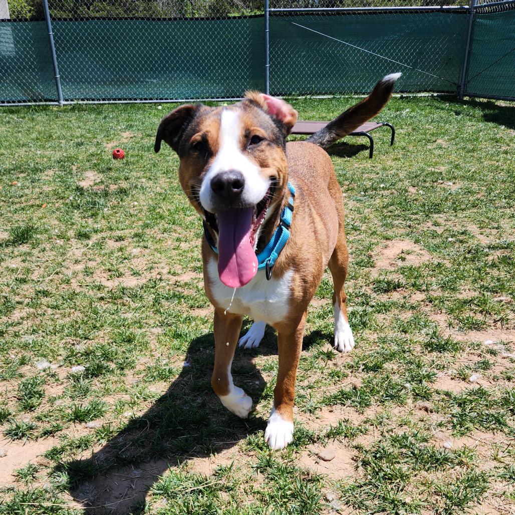 Milo, a Adoptable Shepherd in Harrisonburg, VA image 5/6