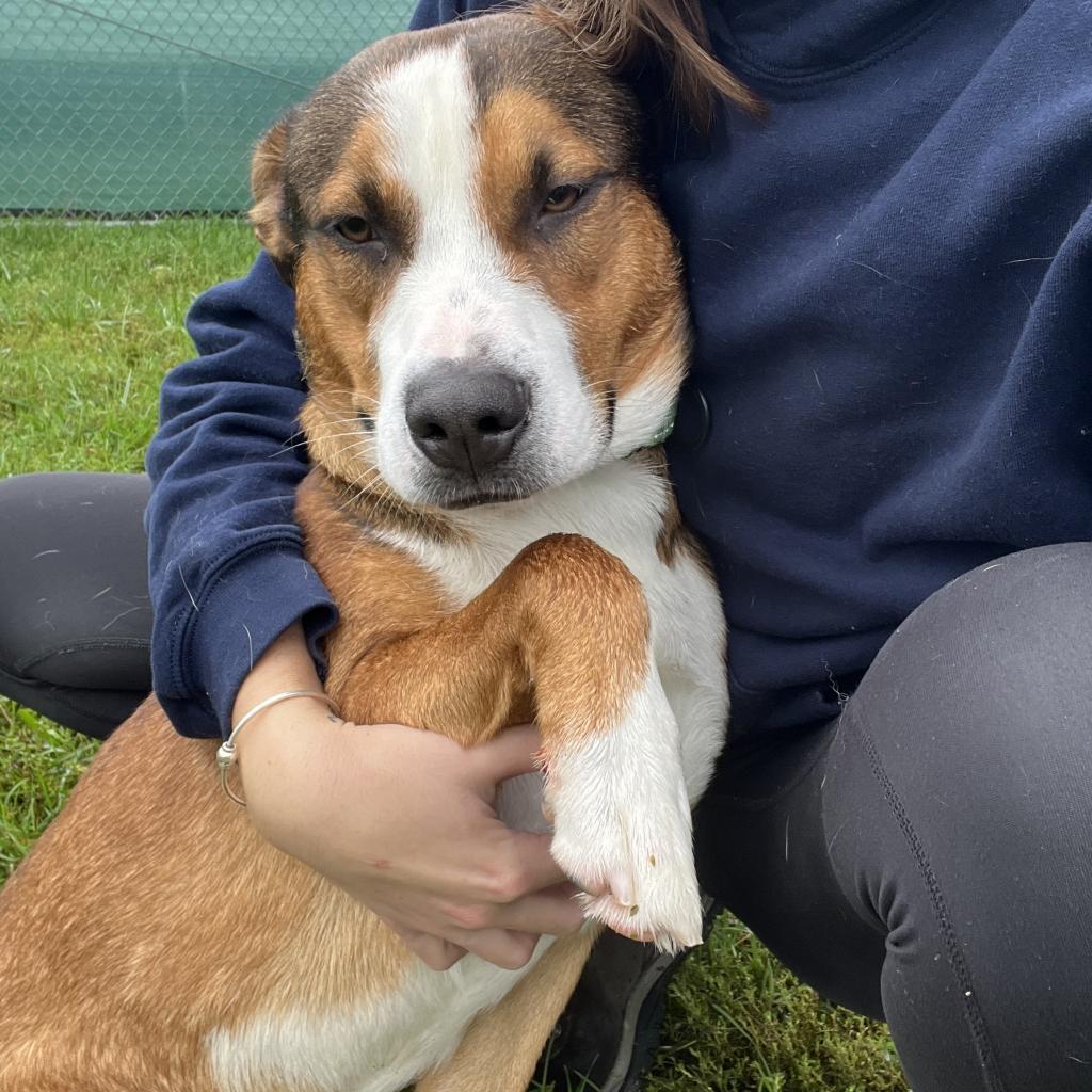 Milo, a Adoptable Shepherd in Harrisonburg, VA image 6/6