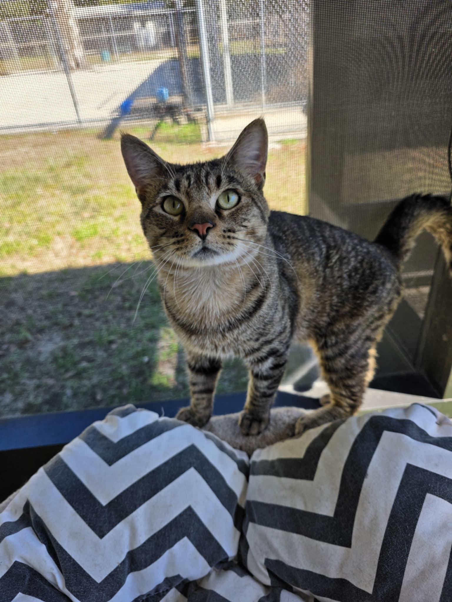Lincoln, ADOPTABLE, Young Male Domestic Short Hair.