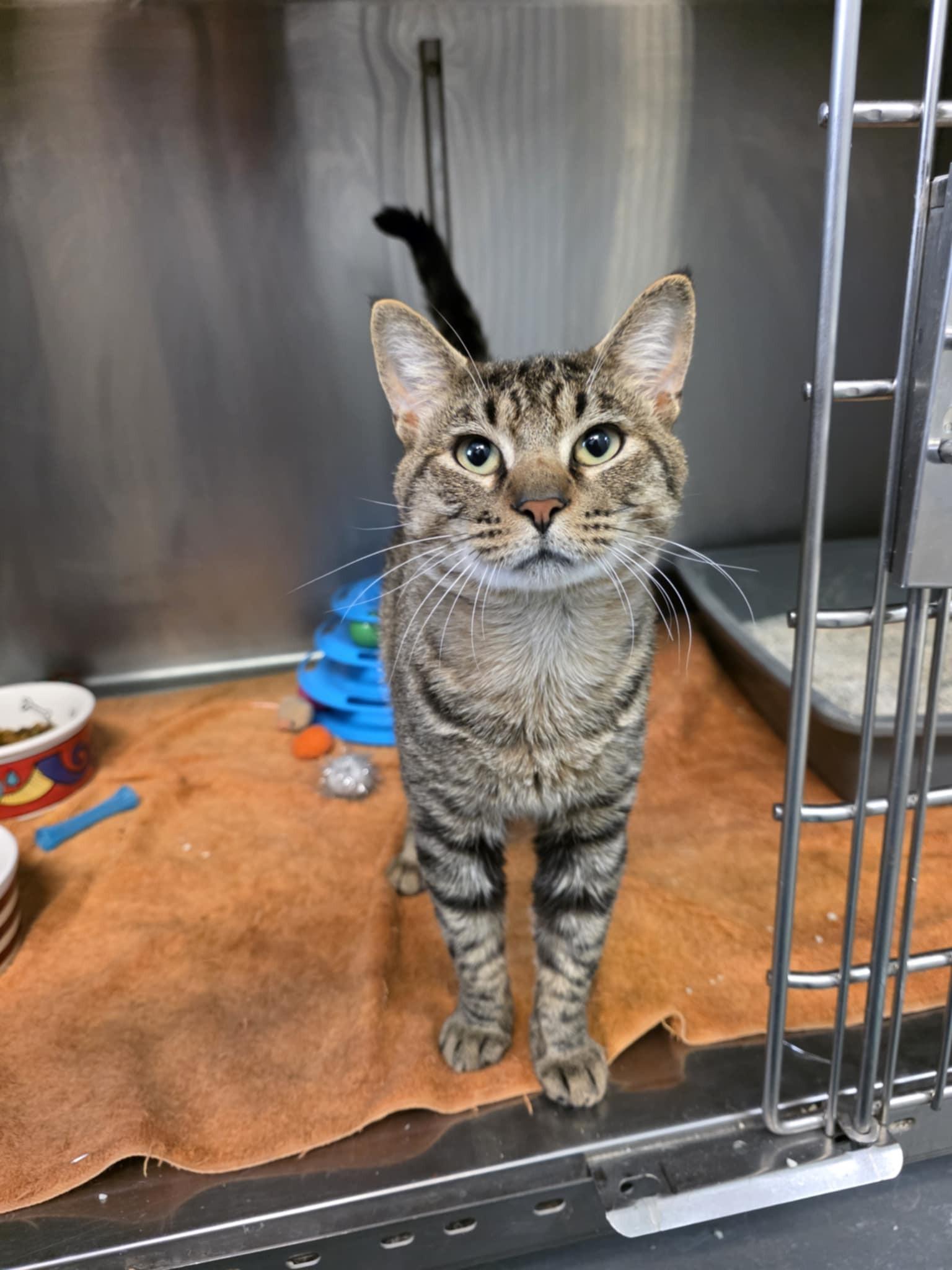 Lincoln, ADOPTABLE, Young Male Domestic Short Hair.