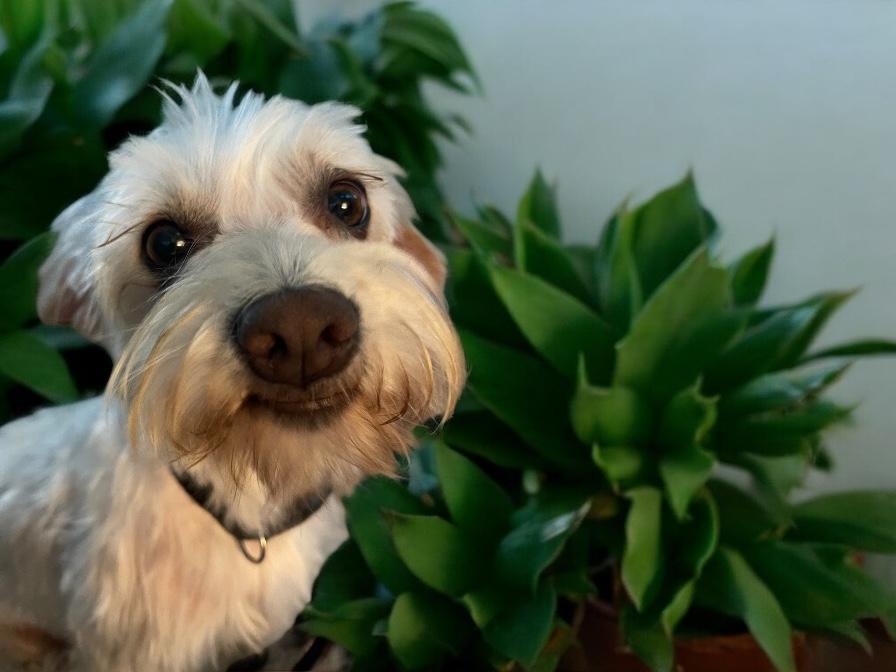 Sugar, a Adopted Terrier in Cypress, TX image 1/3