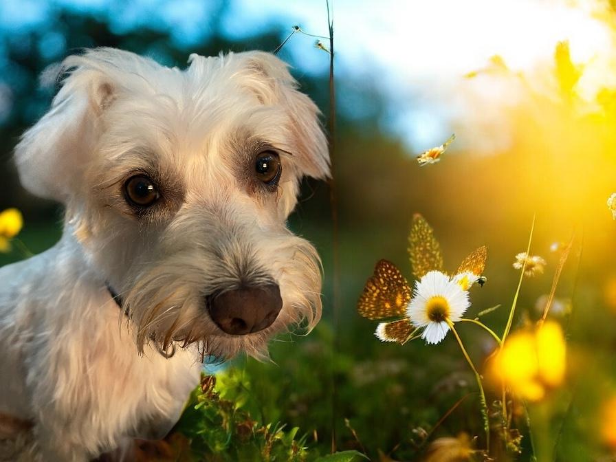 Sugar, a Adopted Terrier in Cypress, TX image 2/3