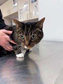 Ajani, Adoptable, Adult Male Domestic Short Hair & Domestic Short Hair.