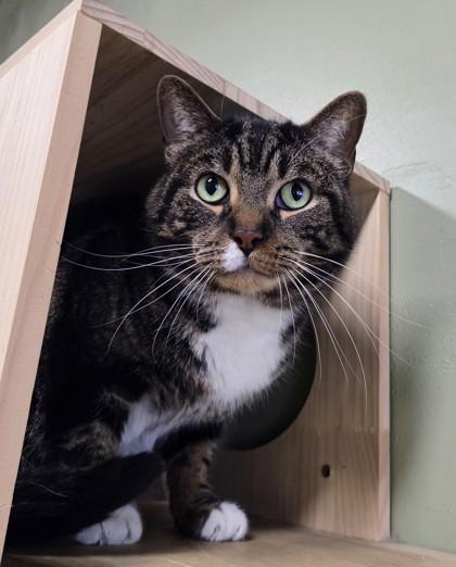 Enlarge Ajani, a Adoptable Domestic Short Hair in South Bend, IN image 2/2