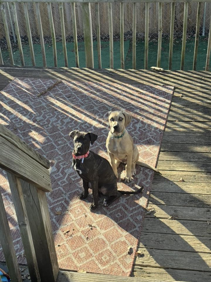 Enlarge Ava, an adopted mixed breed in Manhattan, KS image 3/5