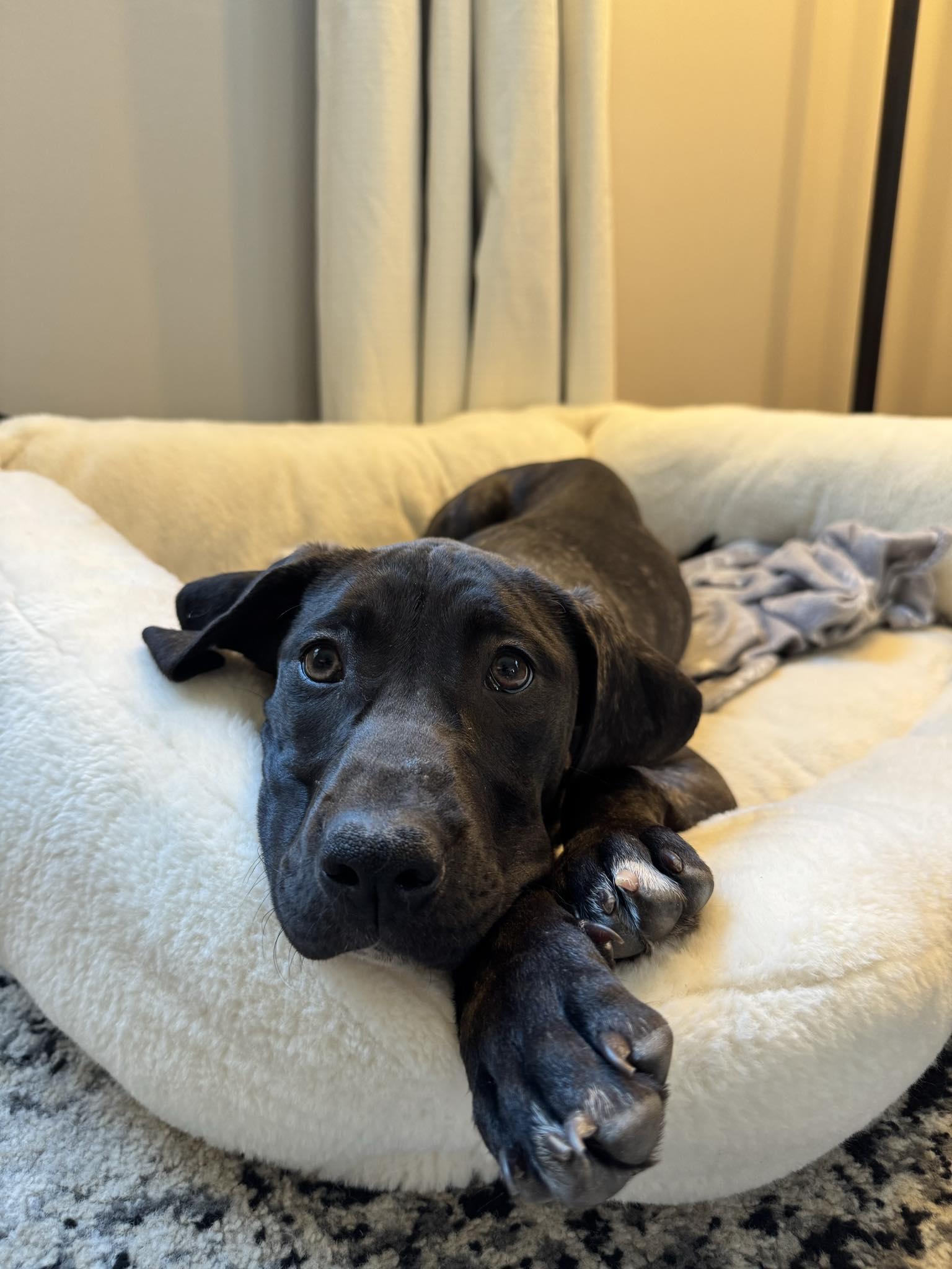 Enlarge Ava, an adopted mixed breed in Manhattan, KS image 1/5