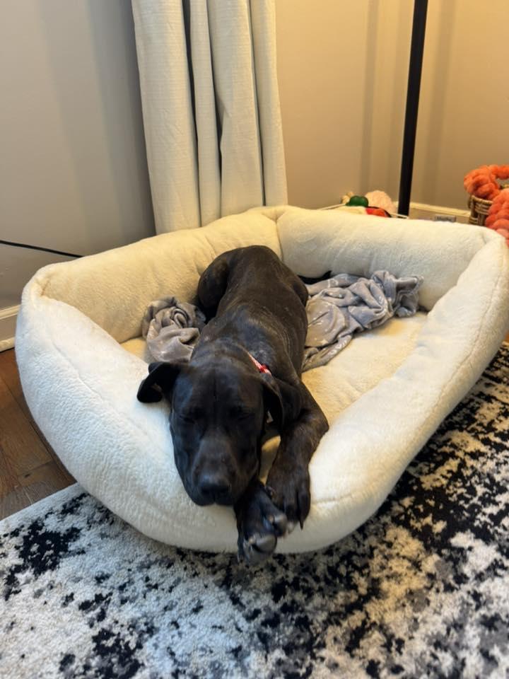 Enlarge Ava, an adopted mixed breed in Manhattan, KS image 2/5