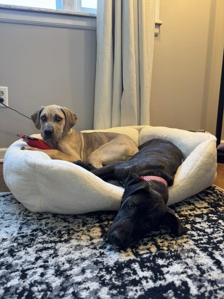 Enlarge Ava, an adopted mixed breed in Manhattan, KS image 5/5