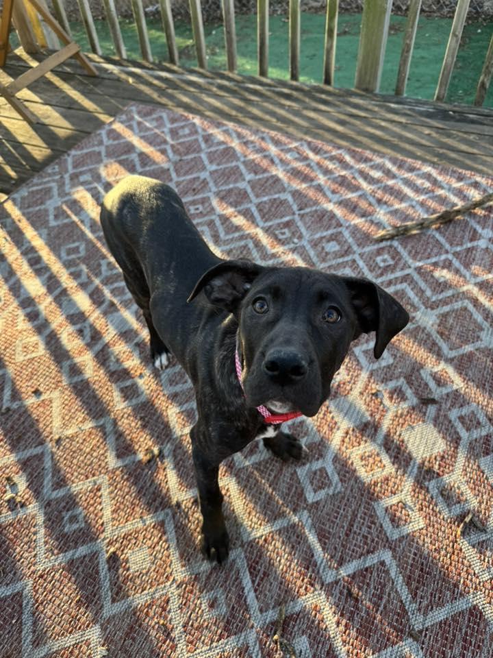 Enlarge Ava, an adopted mixed breed in Manhattan, KS image 4/5