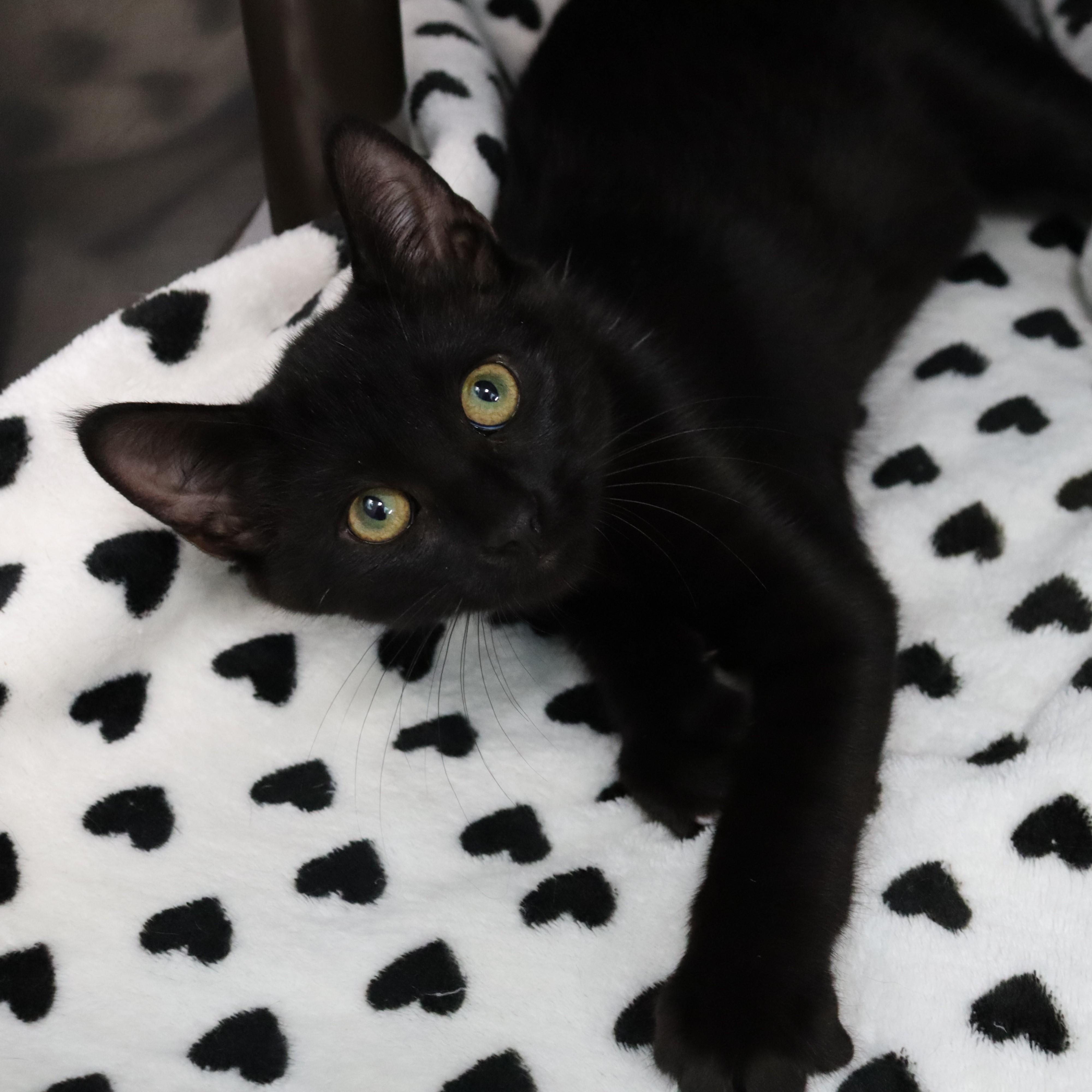 Park, a Adoptable Domestic Short Hair in Beacon, NY image 1/6