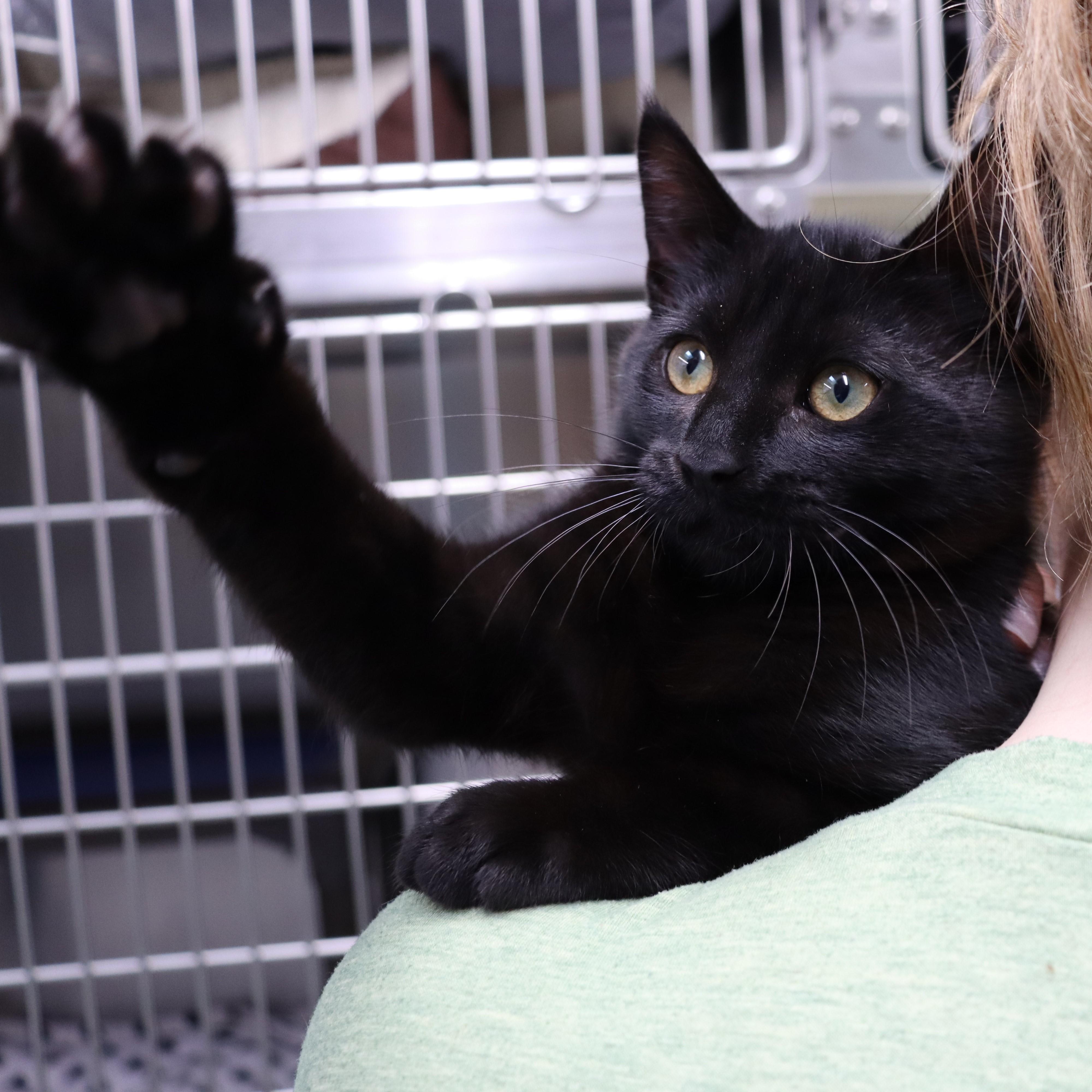 Park, a Adoptable Domestic Short Hair in Beacon, NY image 2/6