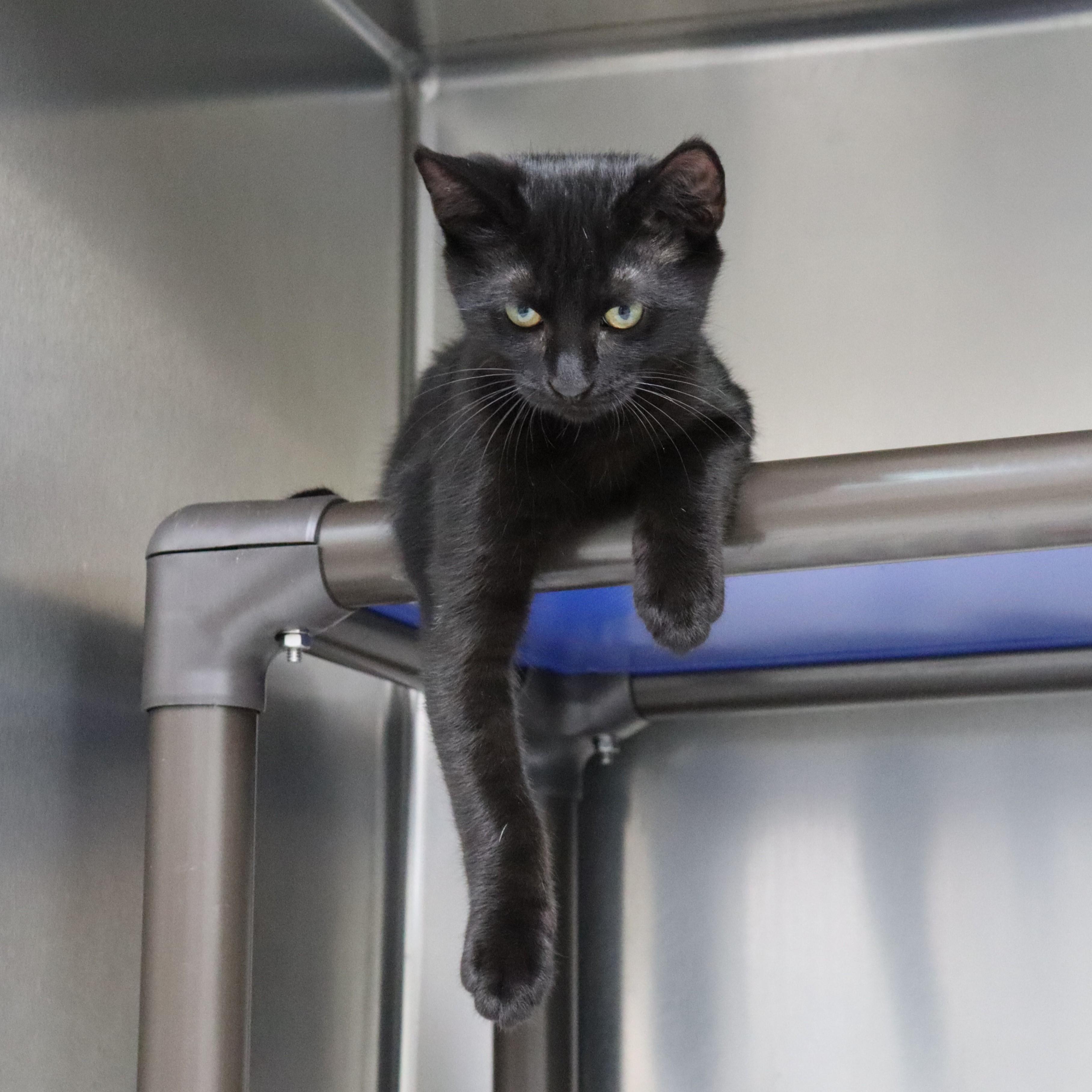 Park, a Adoptable Domestic Short Hair in Beacon, NY image 4/6