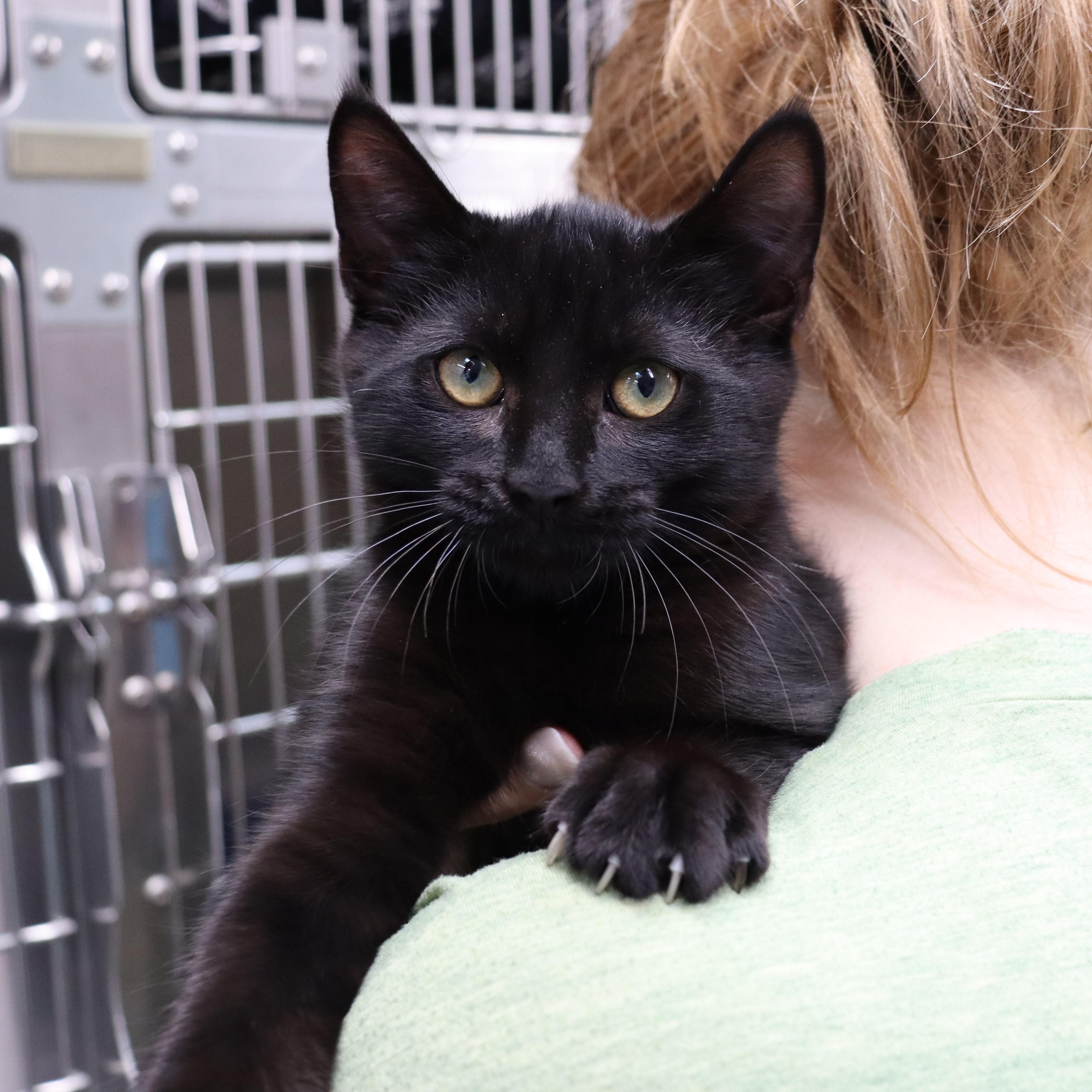 Park, a Adoptable Domestic Short Hair in Beacon, NY image 5/6