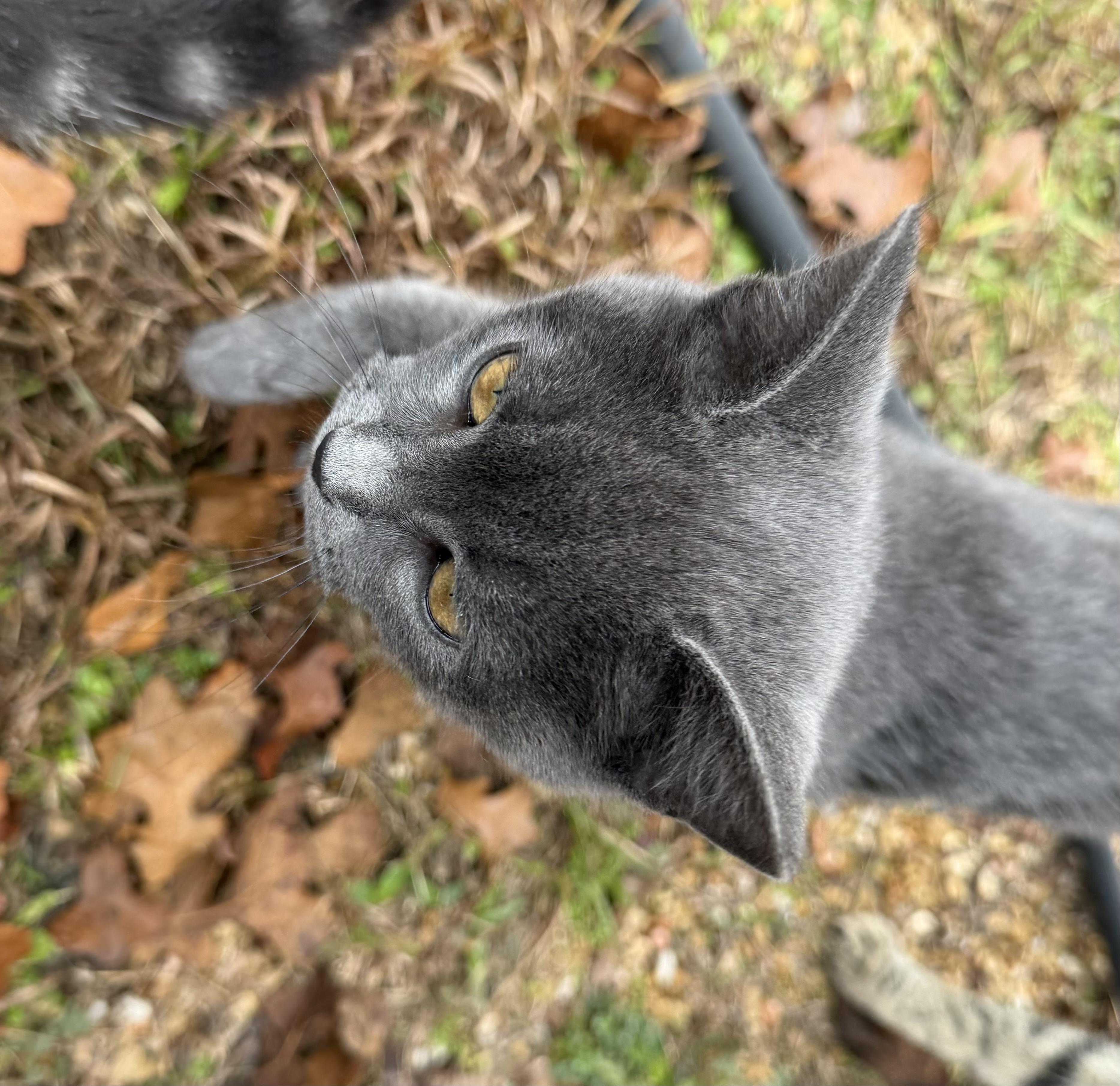 MOONIE SPARKLES, a Adoptable Domestic Short Hair in Somerville, TX image 1/3