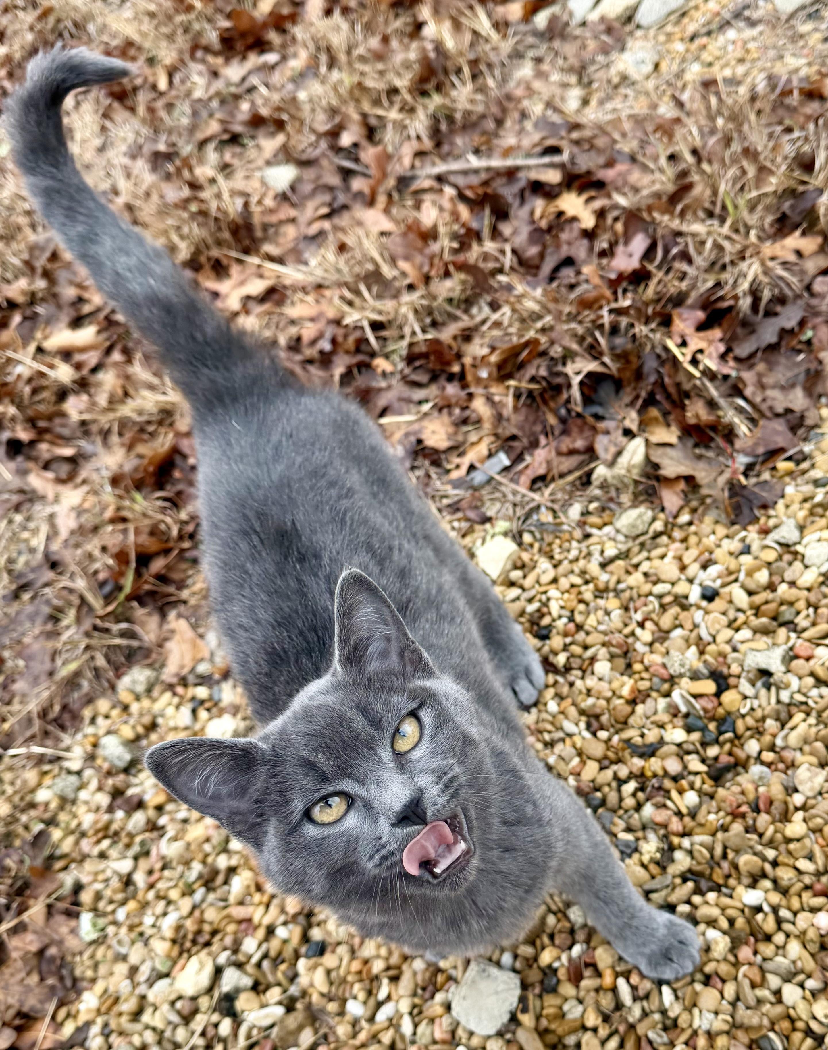 MOONIE SPARKLES, a Adoptable Domestic Short Hair in Somerville, TX image 2/3