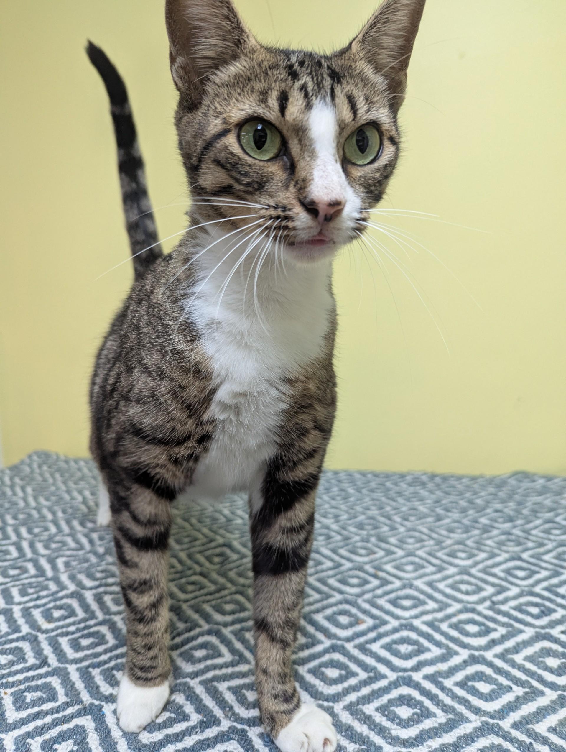 Enlarge Amelia, an adopted Domestic Short Hair in Jackson, GA image 1/1
